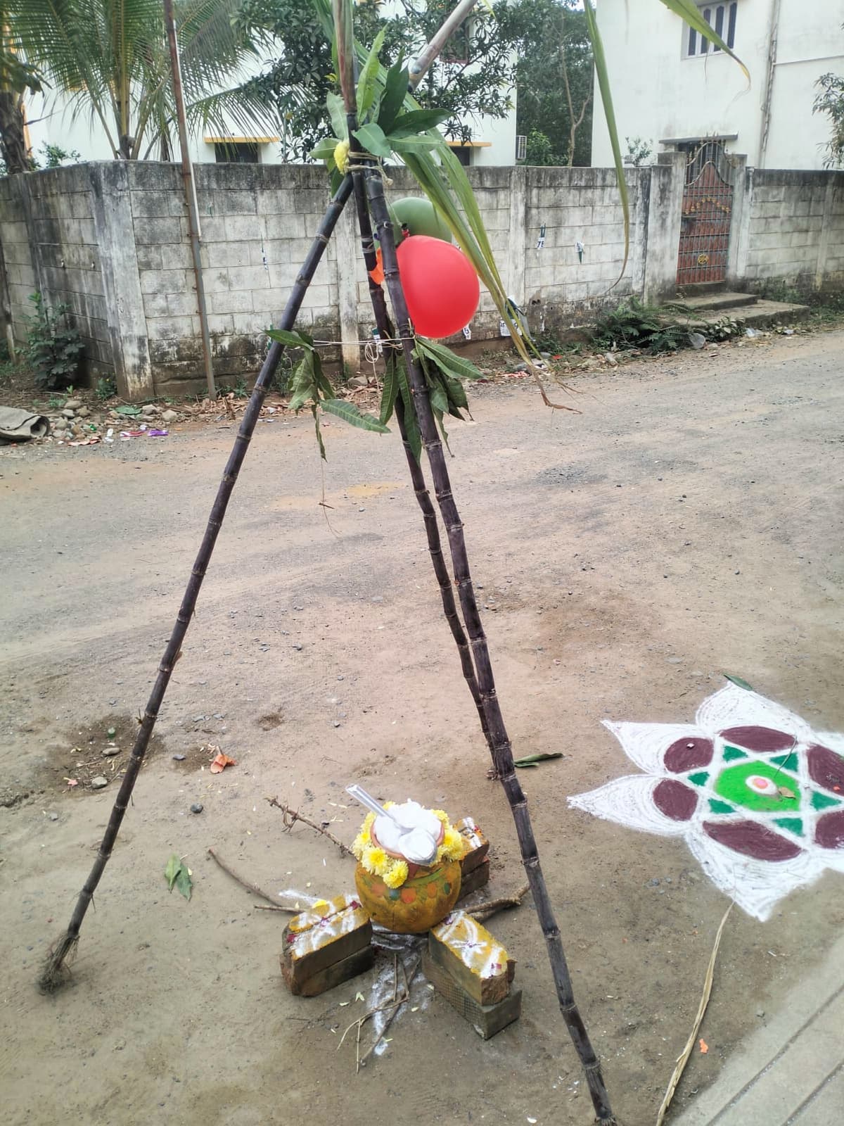 Pongal 🧉 2